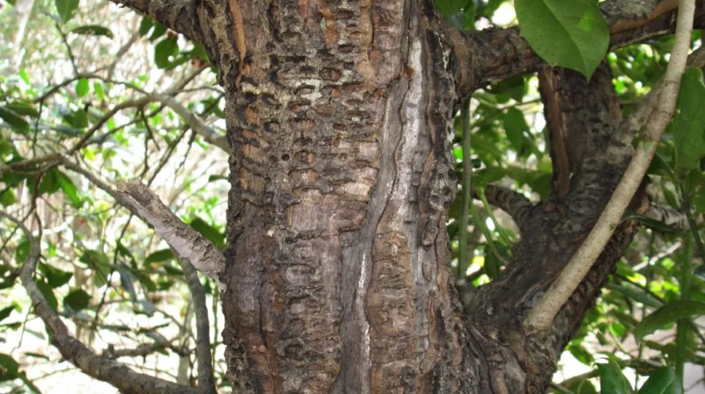 Identifying Tree Diseases Guide