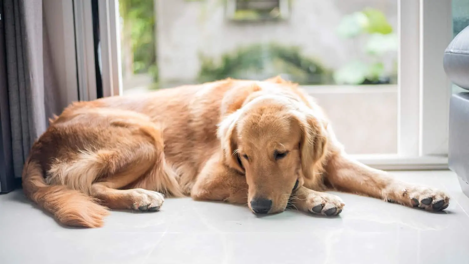 managing pet loss grief stages