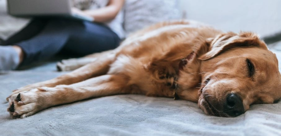 Ethical considerations in pet aftercare