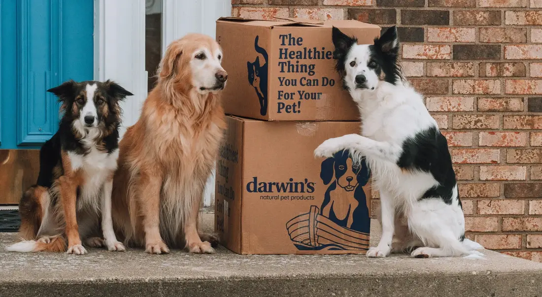 Choosing Custom Dog Products