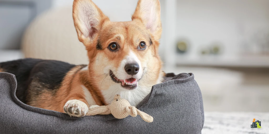 How to Choose Custom Pet Products for Your Dog