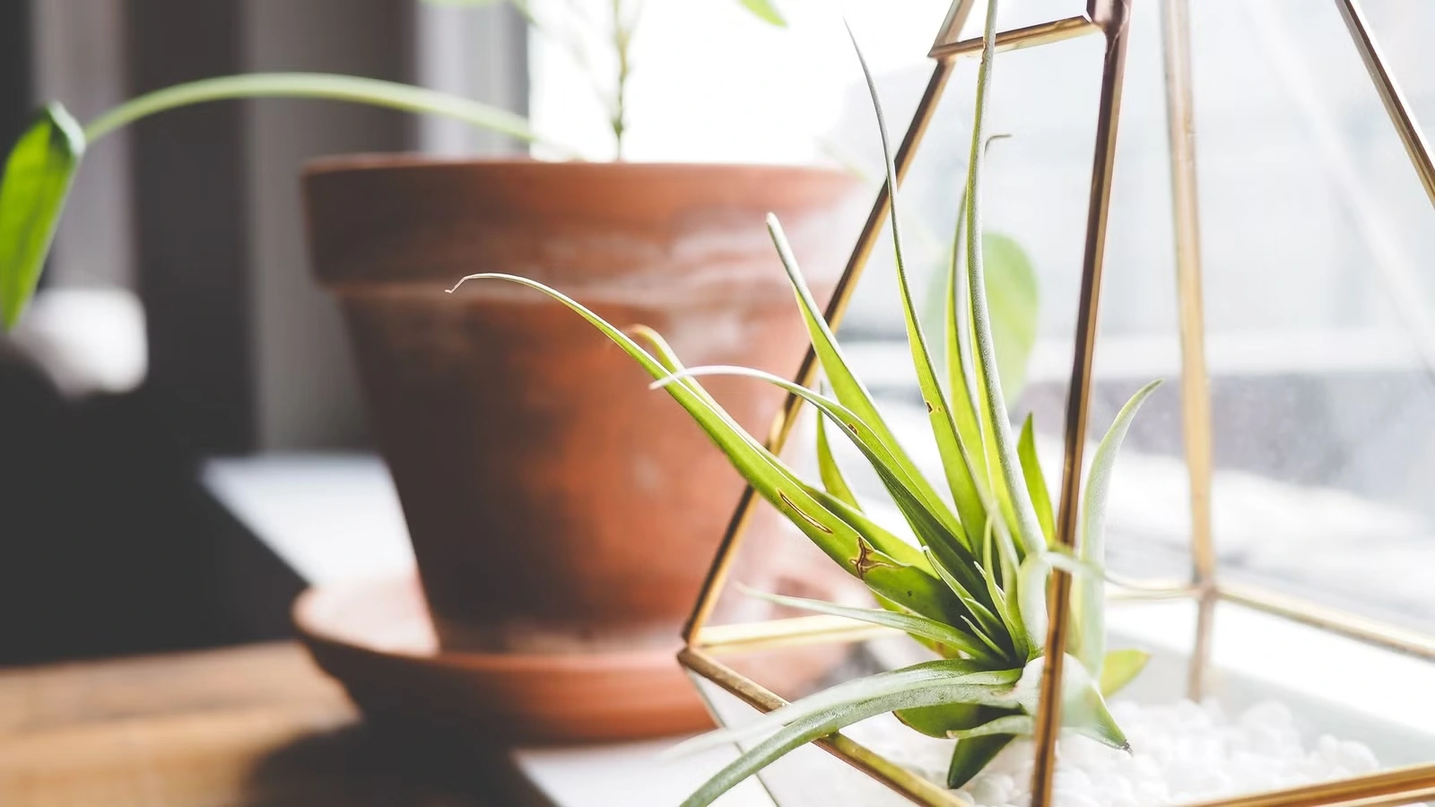 Benefits of air plants