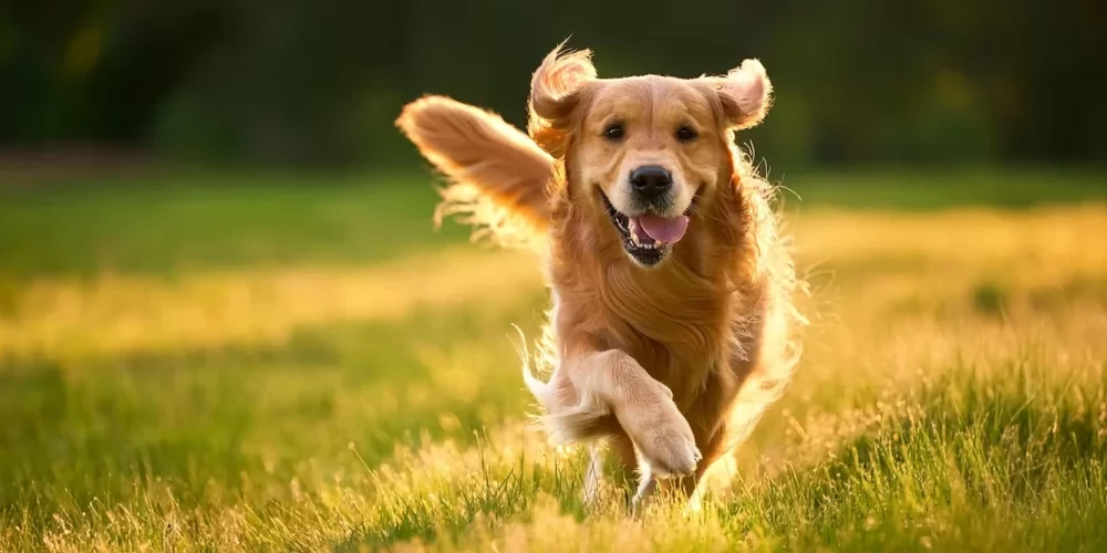 Causes of Dog Scooting Guide for Pet Loving Authors