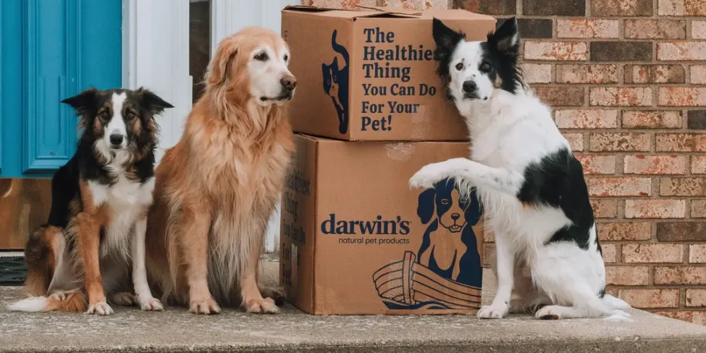 Choosing Custom Dog Products
