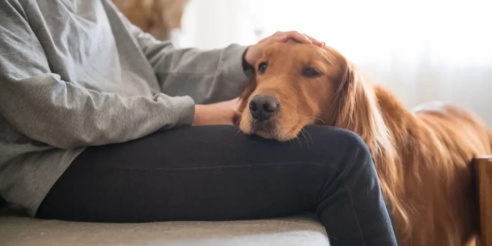 Learn the Healing Benefits for Pet Loss Grief Stages