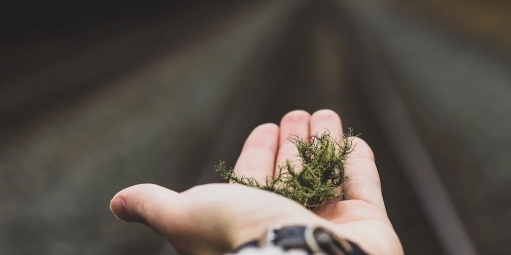 Why Air Plants Are the Secret to a Calmer More Inviting Reading Room